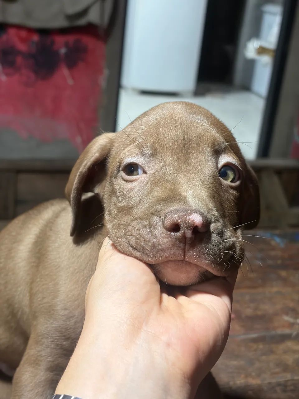 Filhote pitbull  - Foto 2