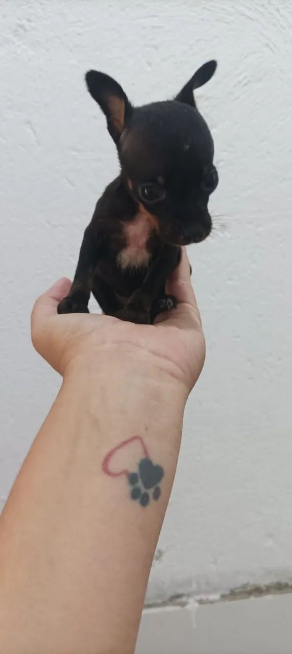 Pinscher  - Foto 2