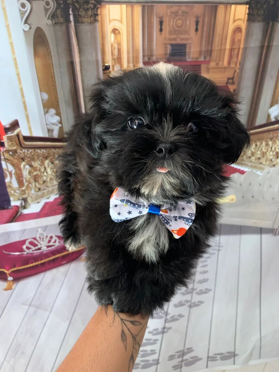 Shihtzu macho - Foto 2