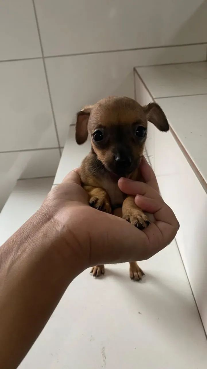 Vendo Pincher N 1 - Foto 2