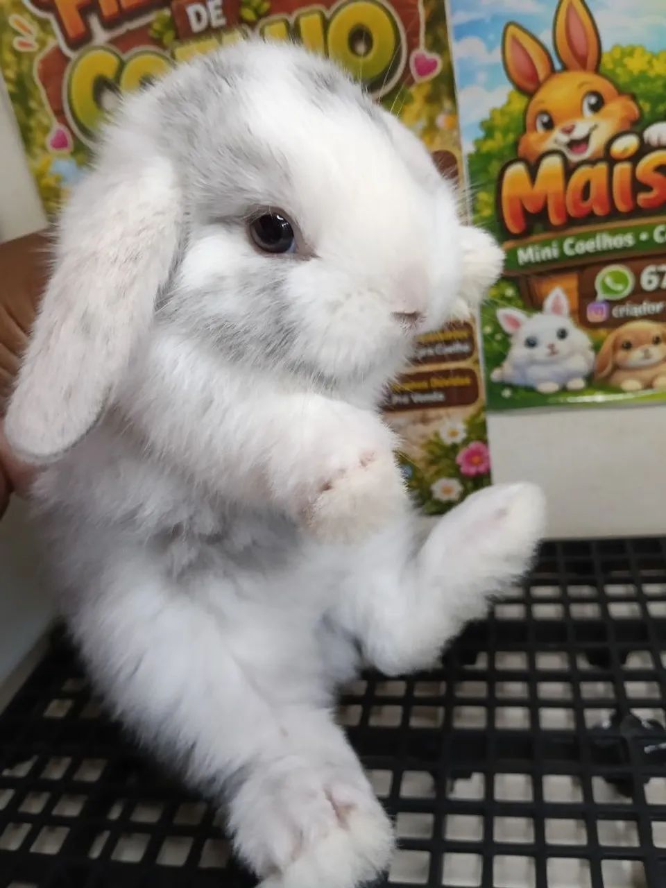 Mini Coelho Variadas Raças e Valores  - Foto 4
