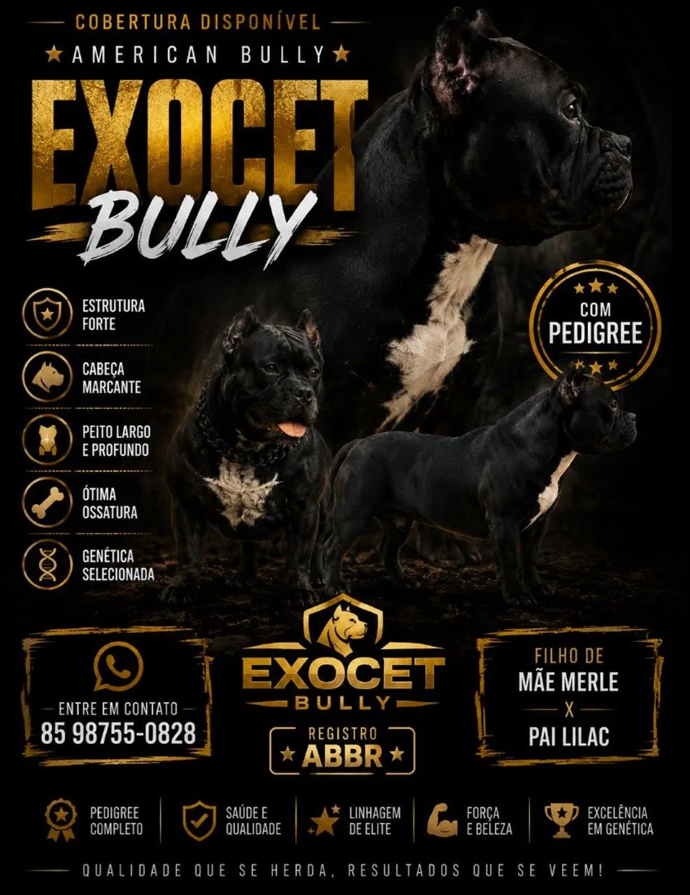  Cobertura American Bully micro 