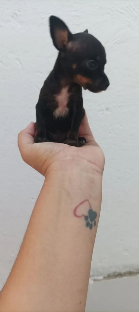 Pinscher  - Foto 3
