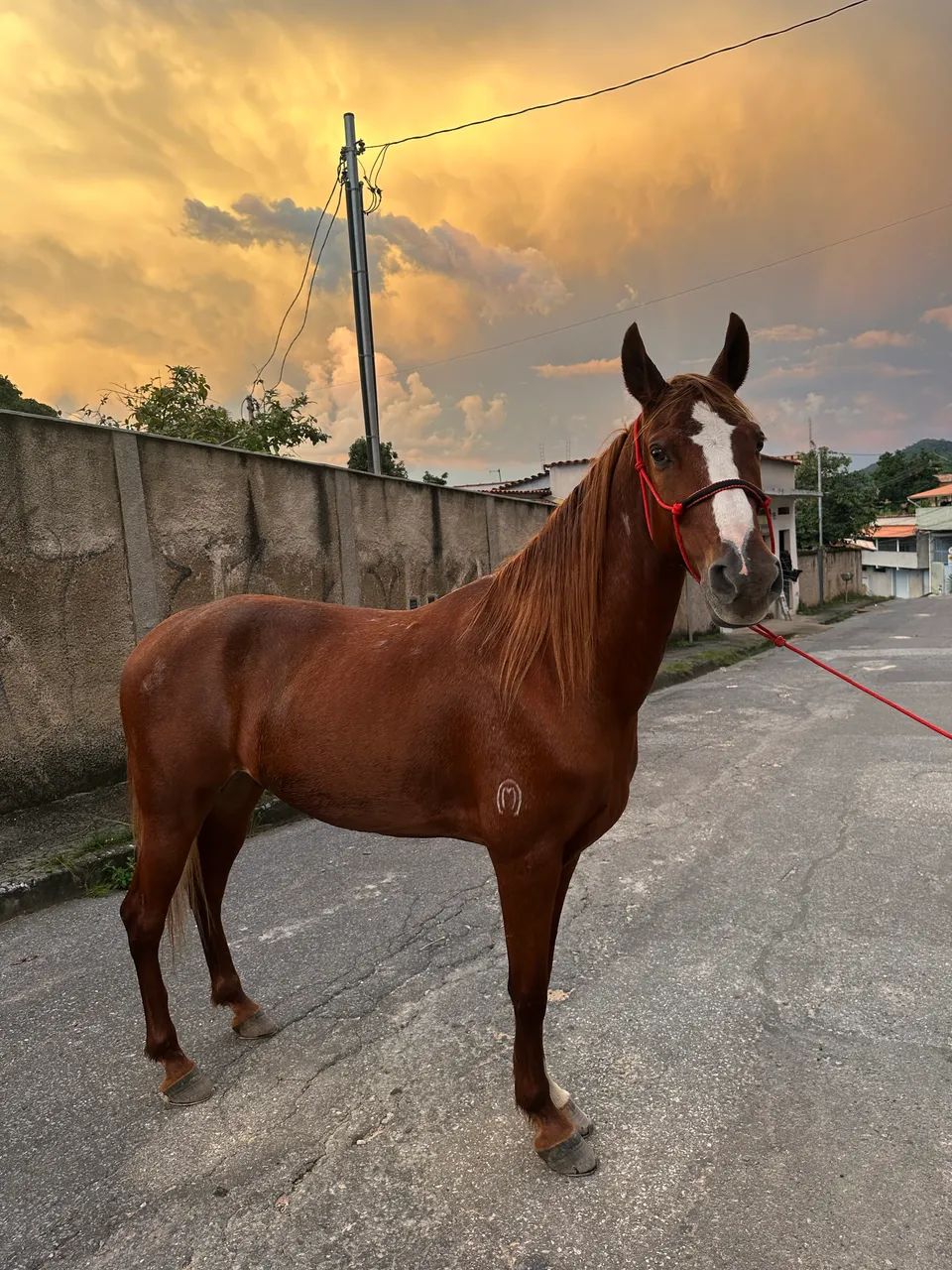 CAVALO  - Foto 3