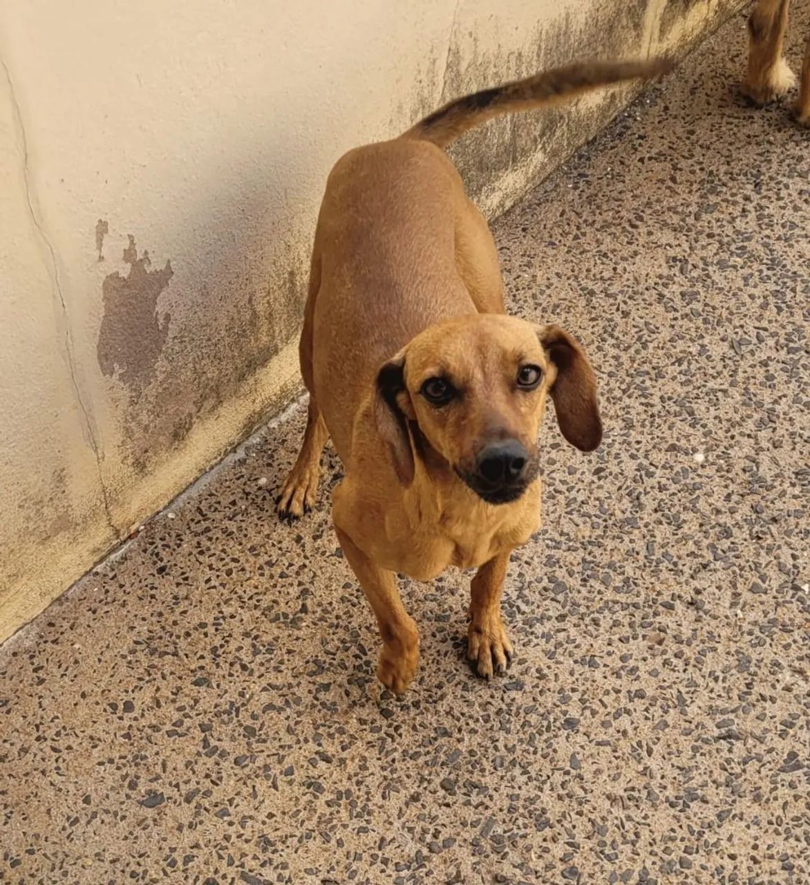 Cachorro porte medio - Foto 4