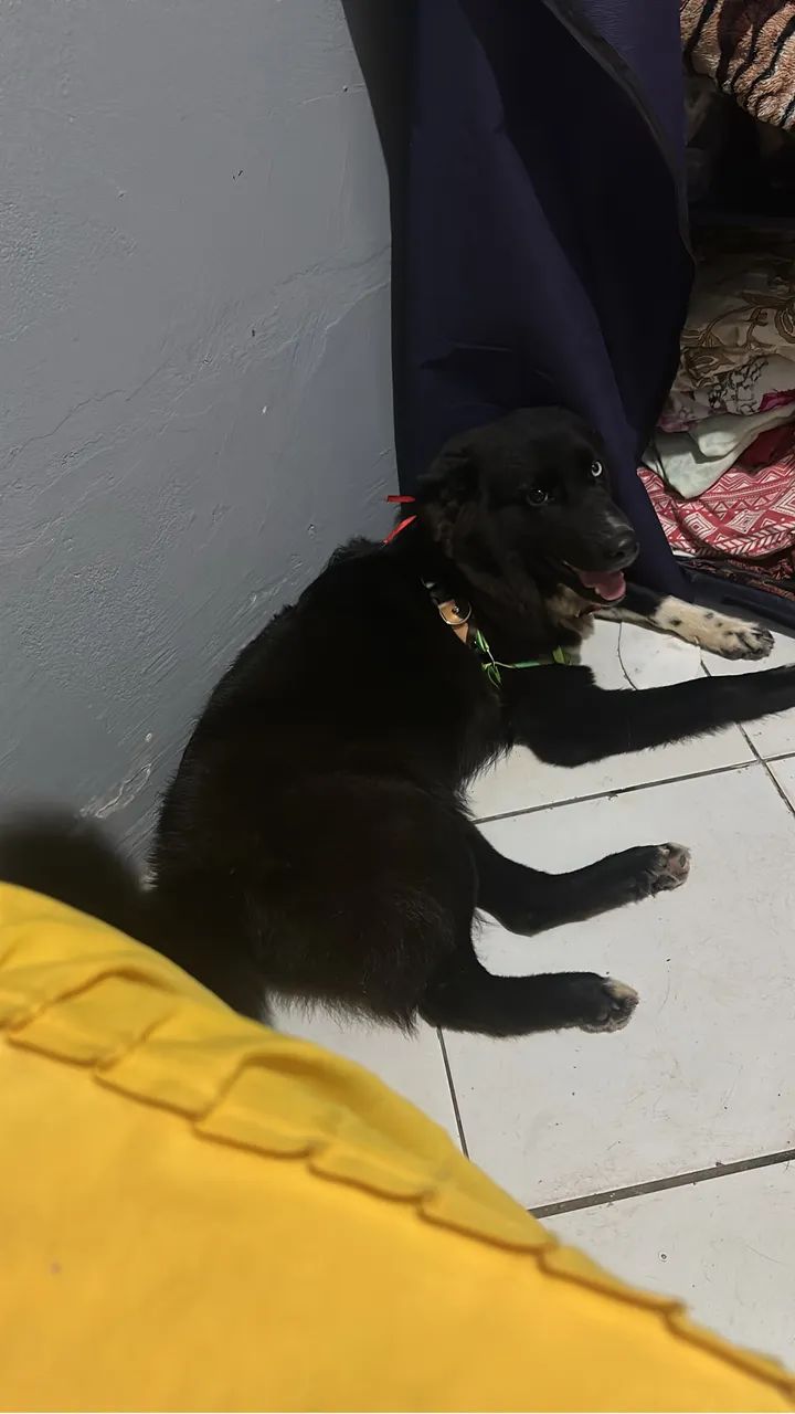 Border collie  - Foto 3