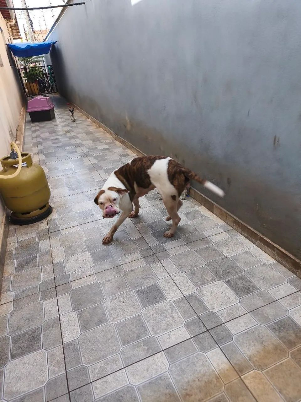 Vendo Boxer alemã fêmea  - Foto 4