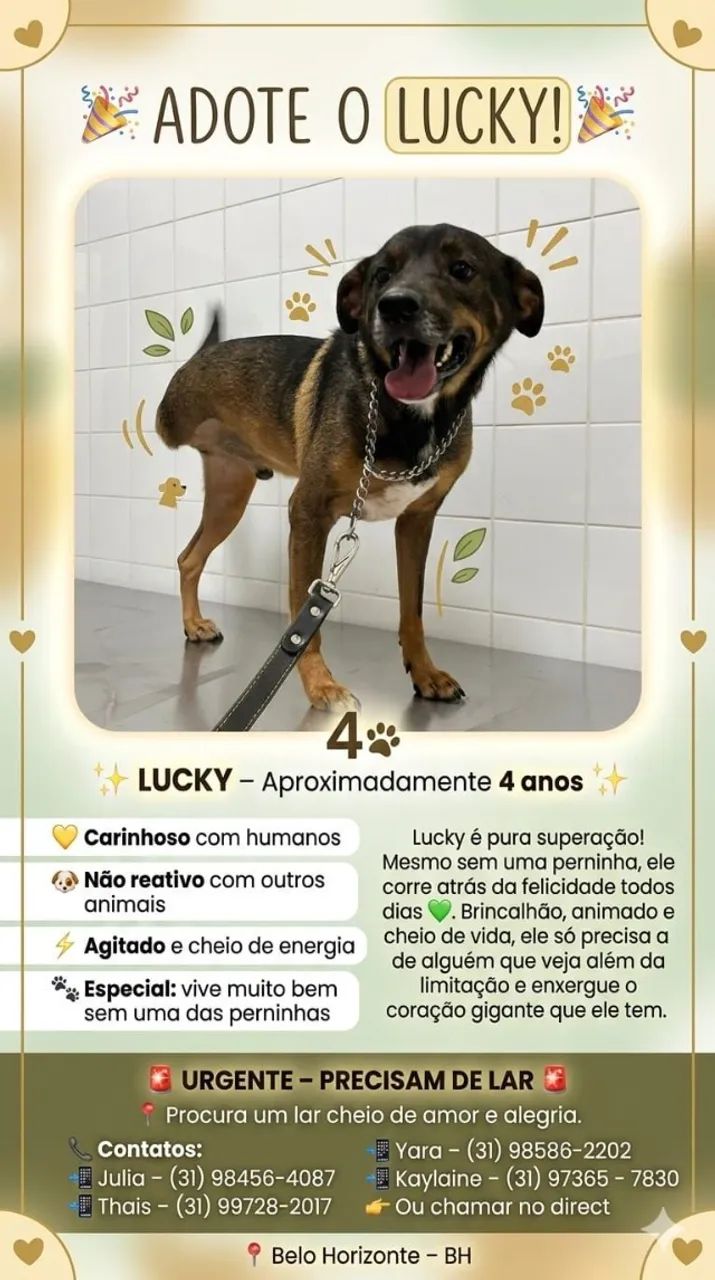 URGENTE - ADOÇÃO RESPONSÁVEL - Foto 2