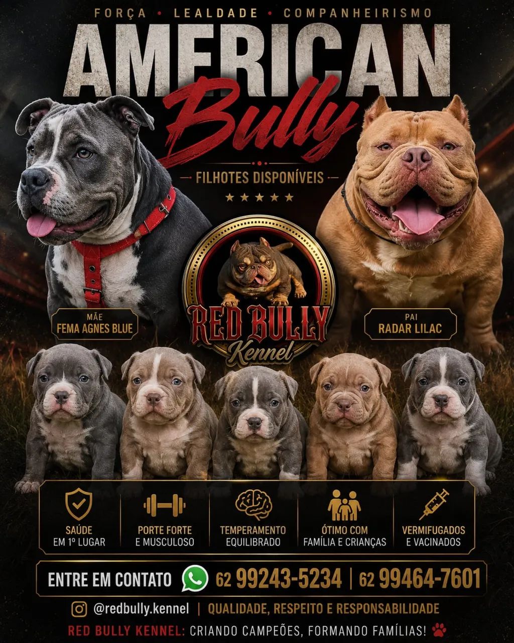 American Bully com Pedrigree 