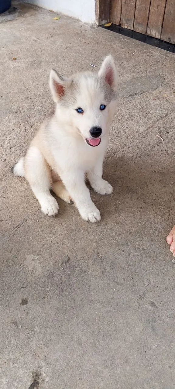 Husky siberiano - Foto 2