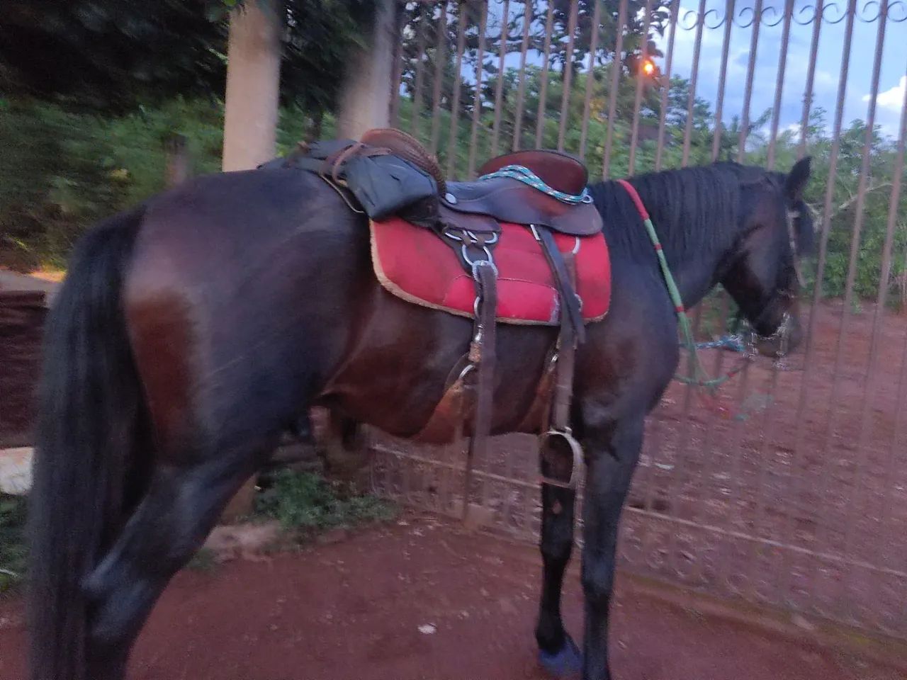 Vendo cavalo 