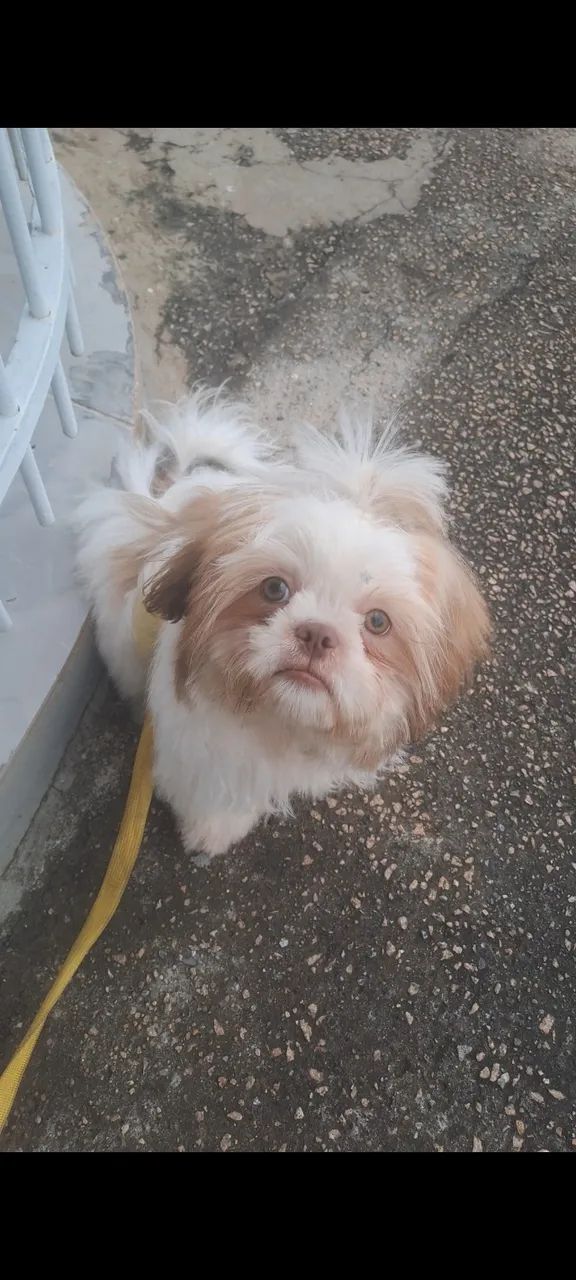 SHIH TZU Cachorro para cruzar - Foto 4