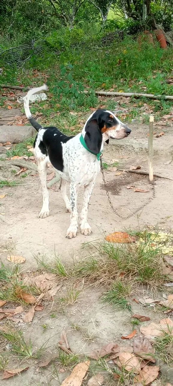 Cães 