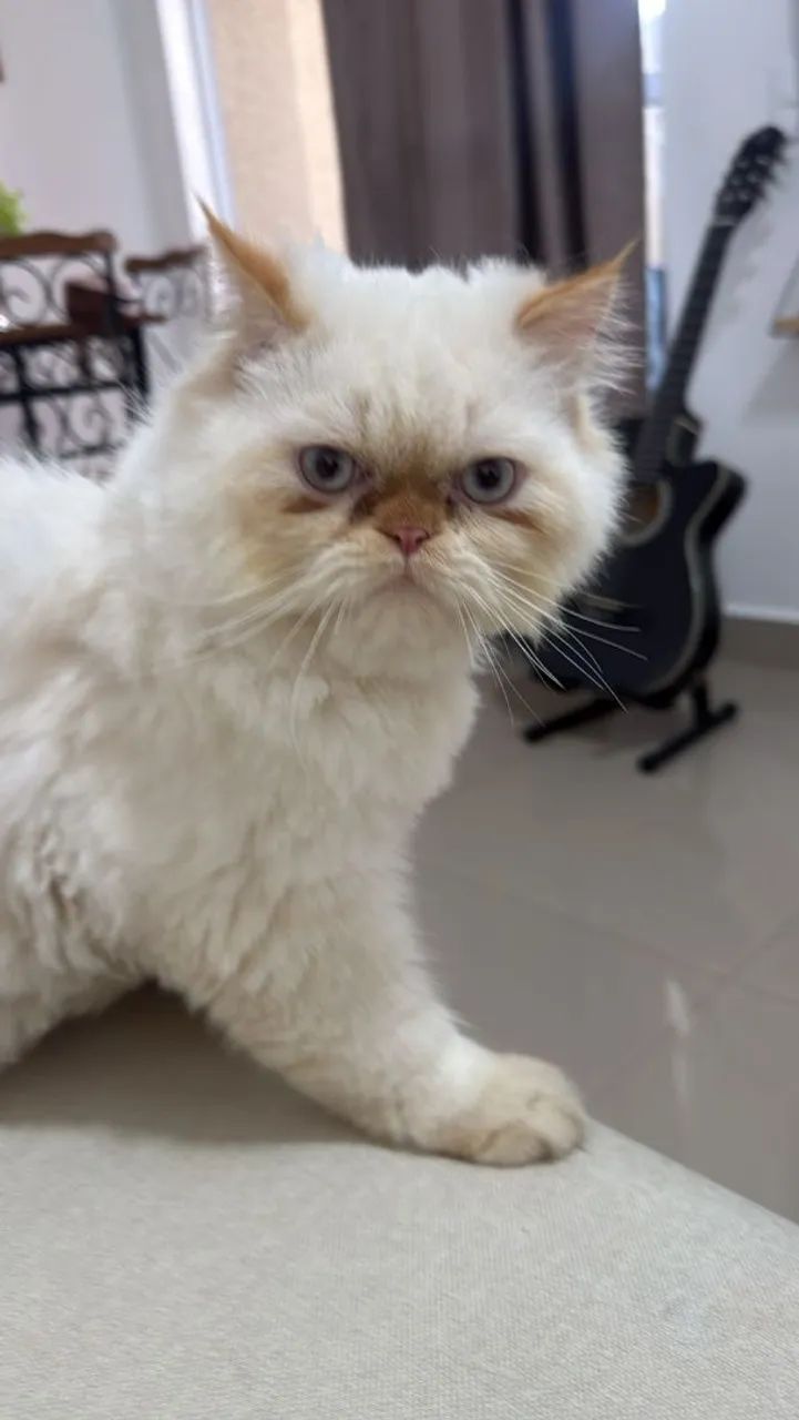 Gato persa macho procura namorada - Foto 4