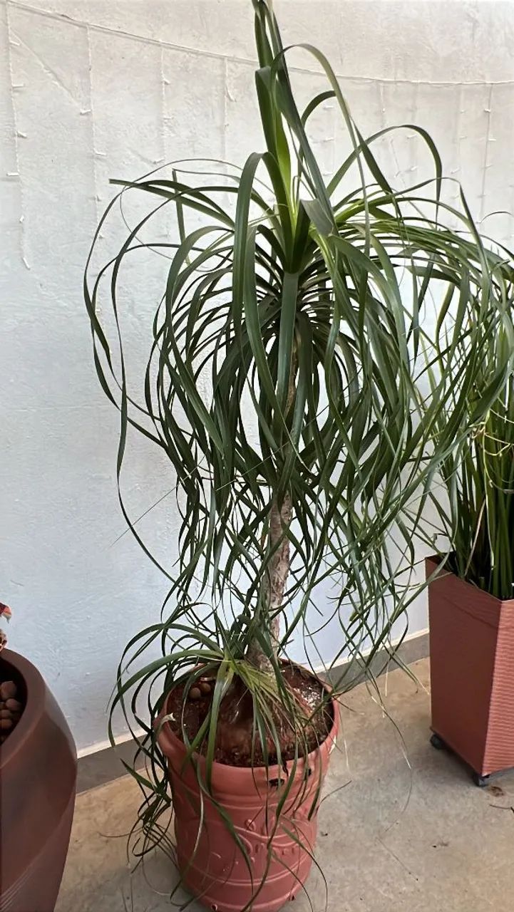 Plantas - Foto 3