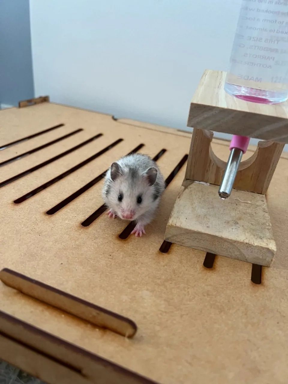 Hamster  - Foto 4
