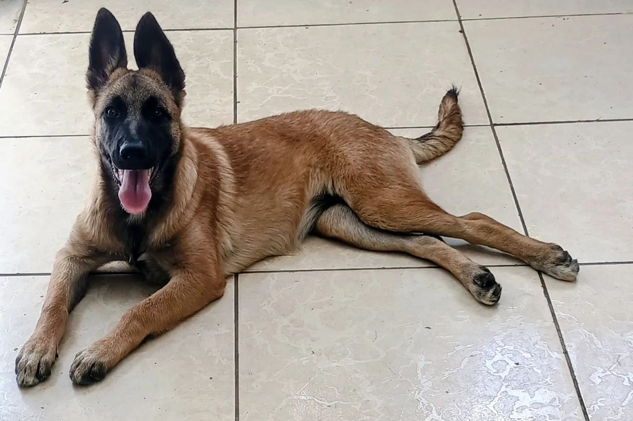 Pastor malinois - Foto 2