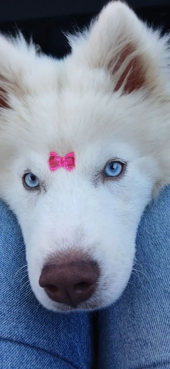 Husky wooly
