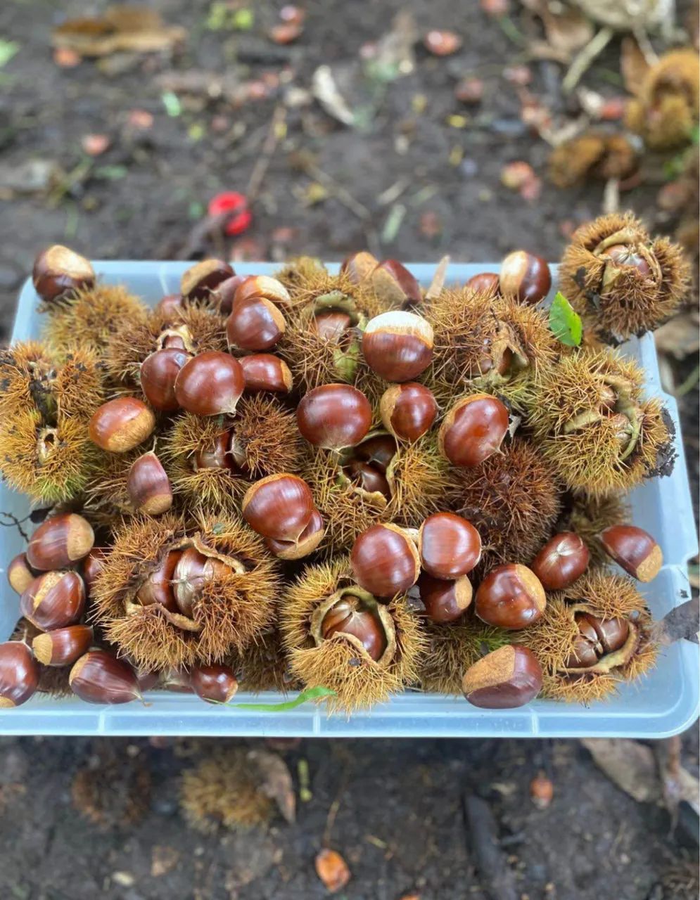 CASTANHA PORTUGUESA FRESQUINHA 