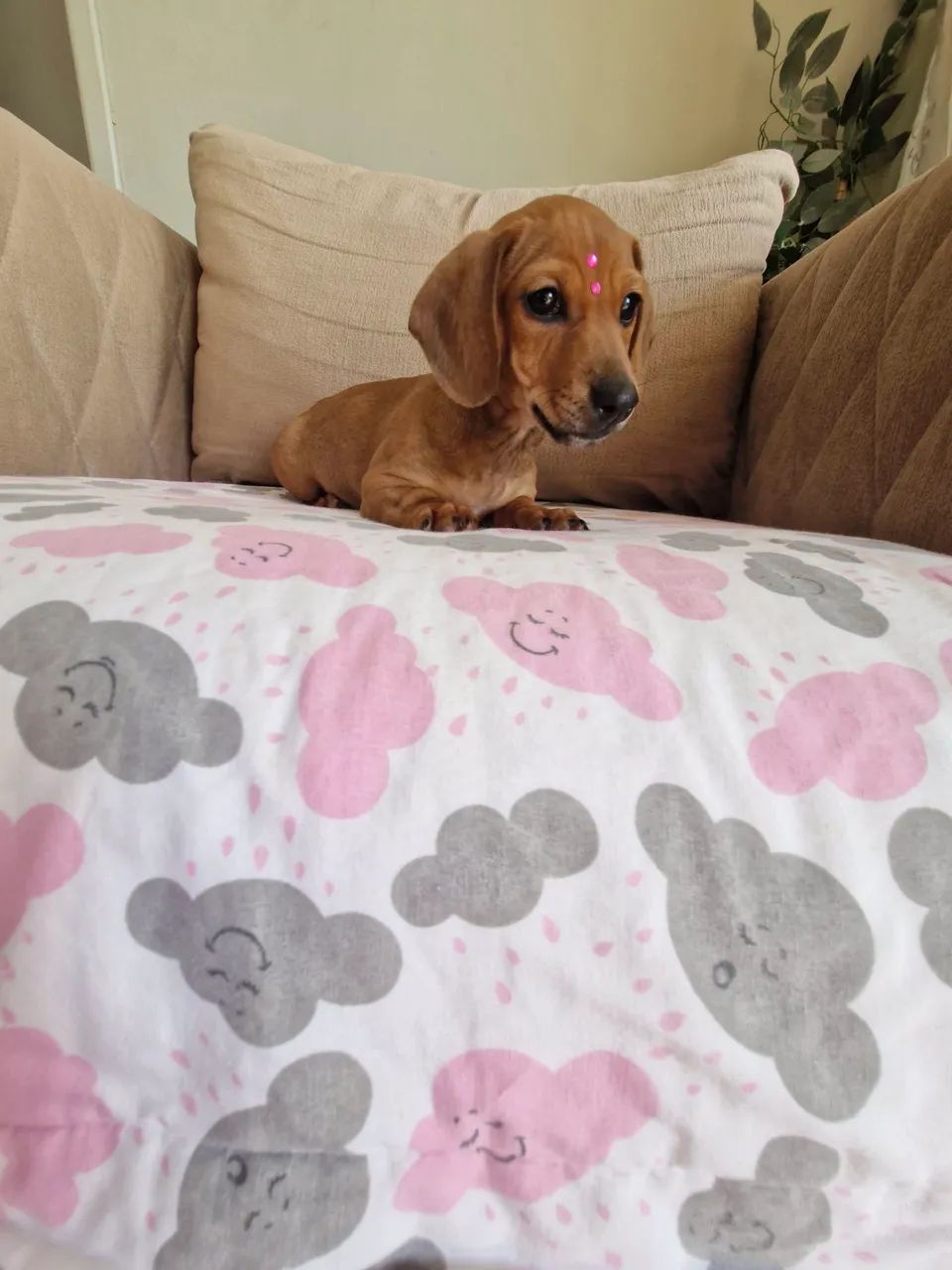 Dachshund fêmea mini