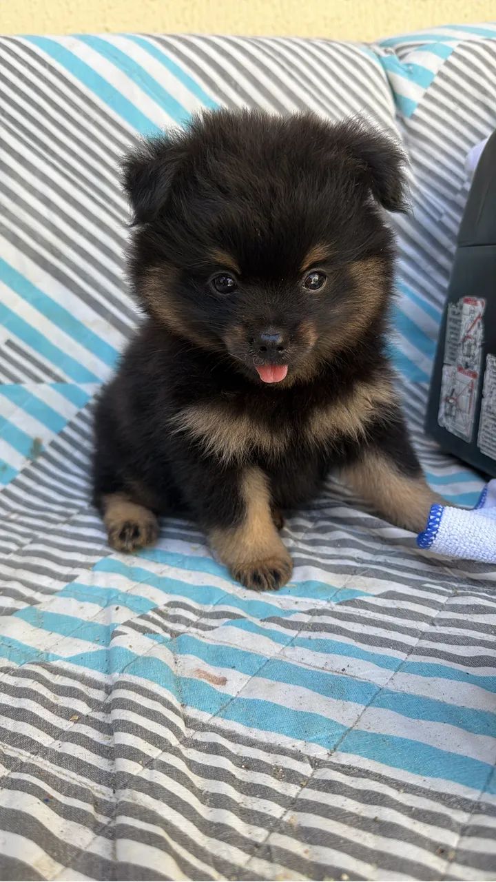 Spitz Alemão  - Foto 2