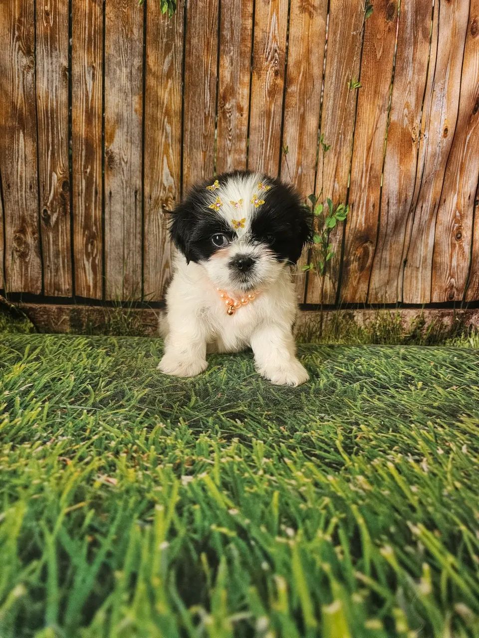 Fêmeas shihtzu promoção  - Foto 2