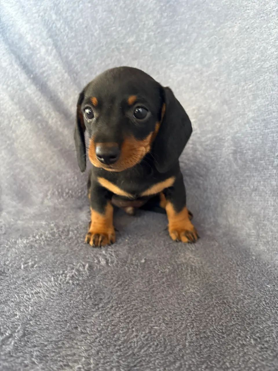 Dachshund 