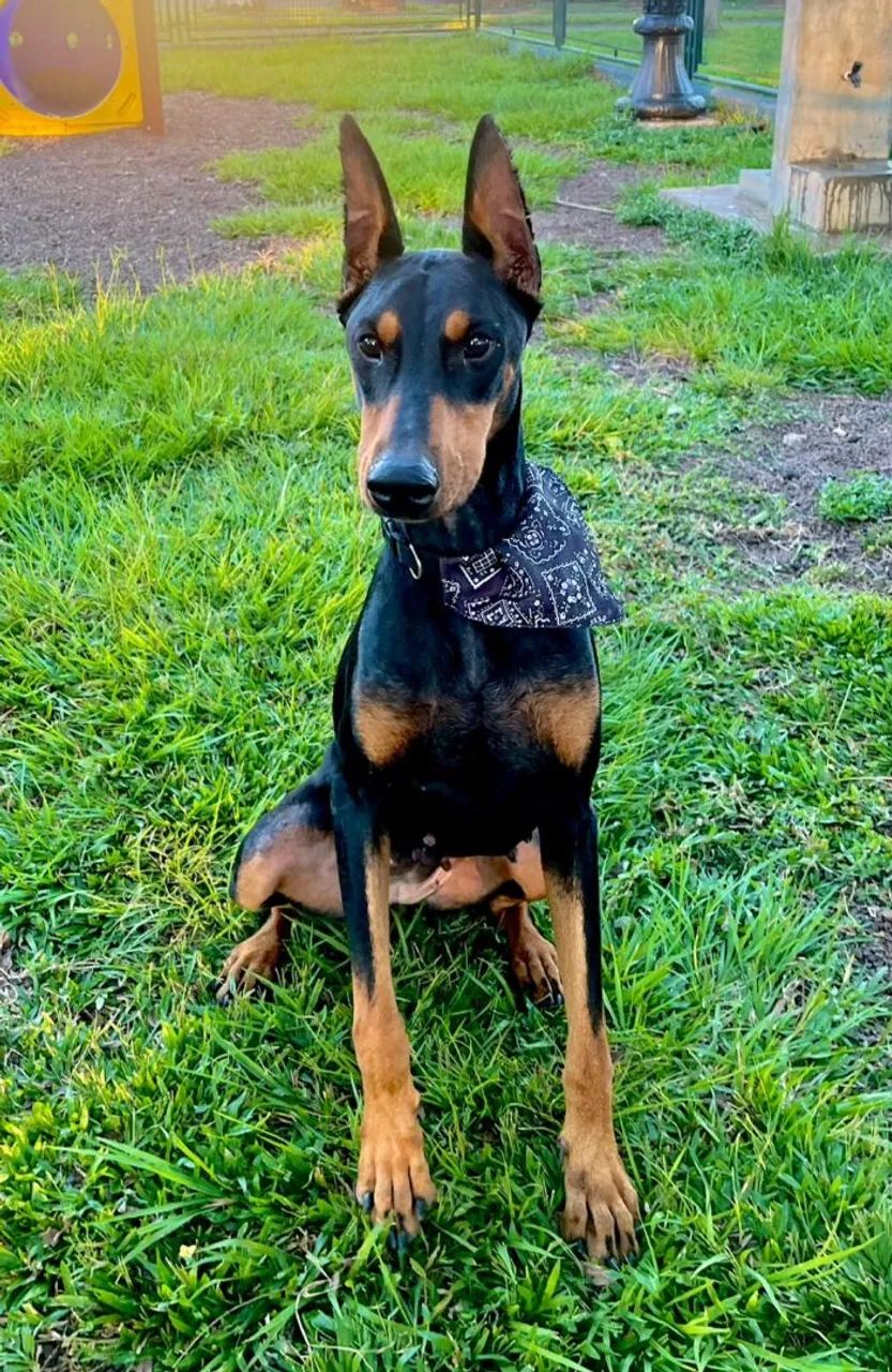 Doberman  - Foto 2