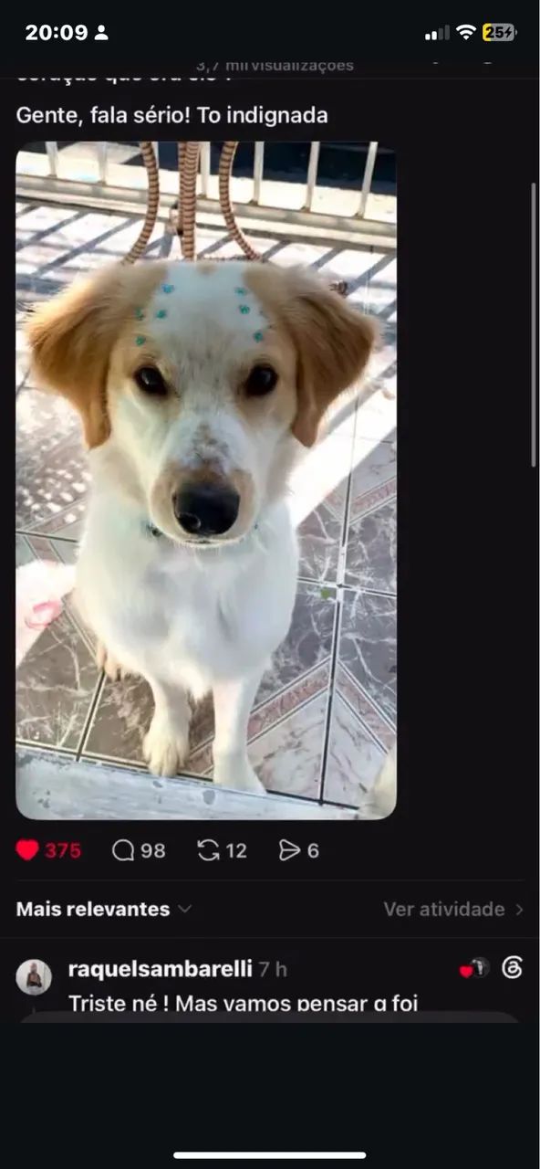 Cachorro para doação  - Foto 4