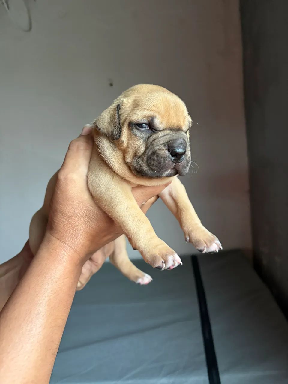 Animais e acessórios  - Foto 4