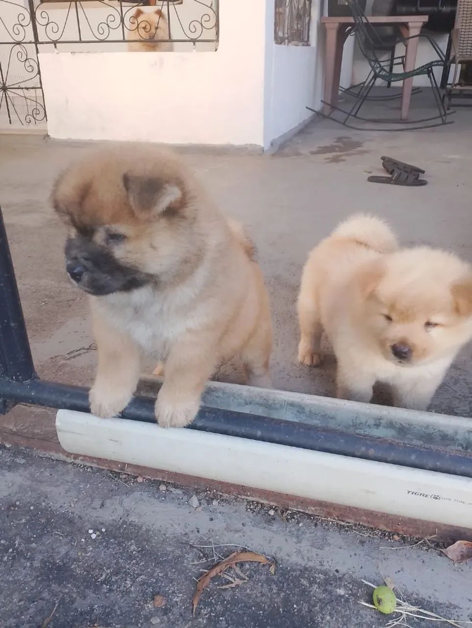Filhotes de Chow Chow  - Foto 2