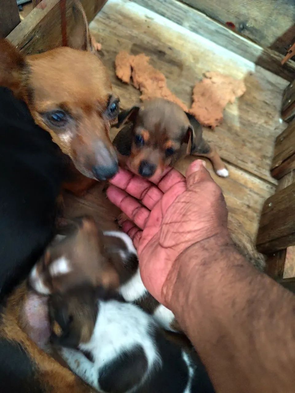 Pincher  - Foto 3