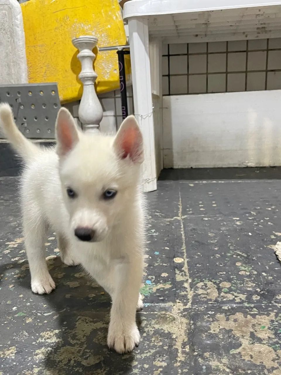 Husky siberiano  - Foto 5