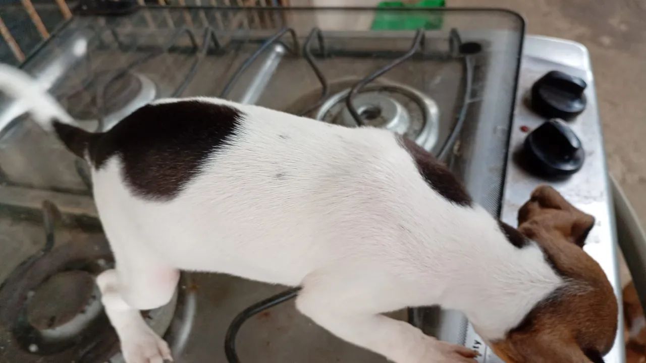 Filhote Pinscher - Foto 2