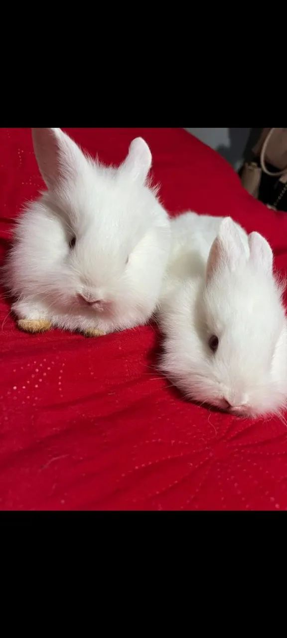 Coelhos  - Foto 2