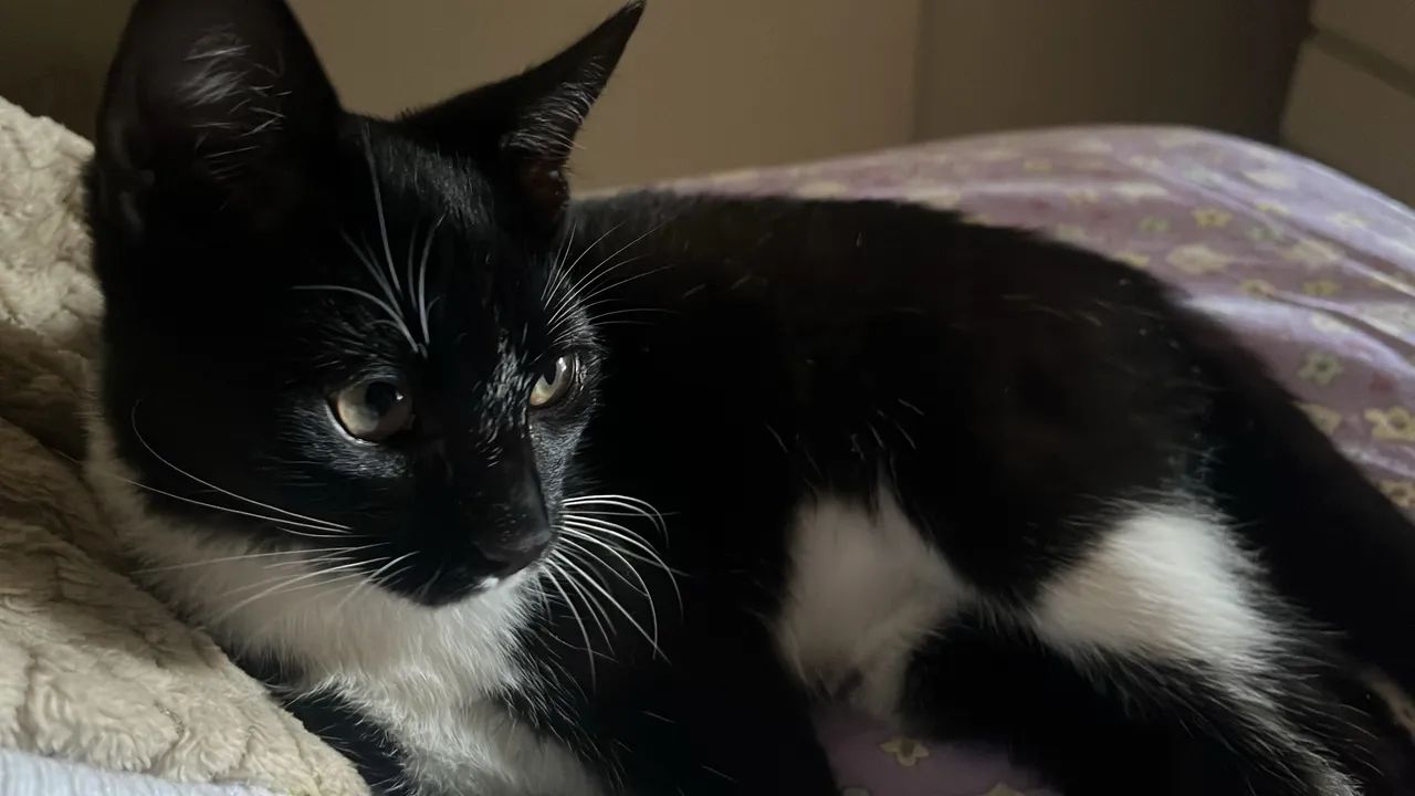doa-se gatinho macho  - Foto 2