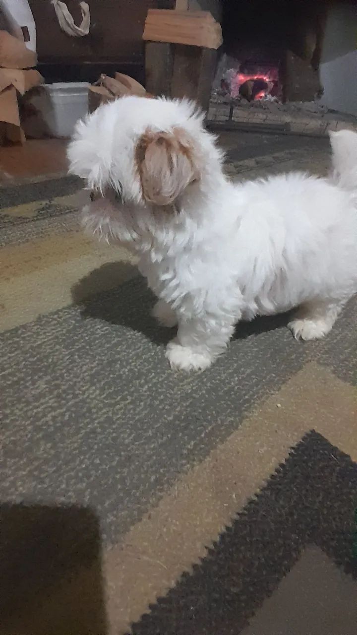 Shihtzu  - Foto 2
