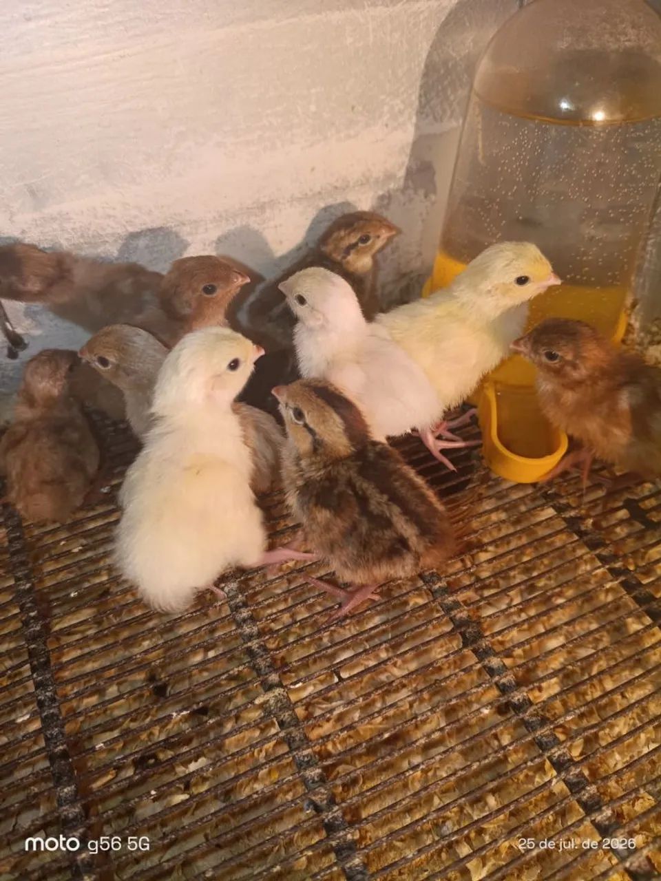 Codorna e ovos - Foto 2