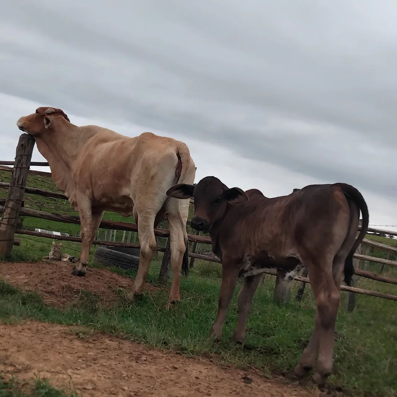 Vaca e bezerro à venda - Foto 4