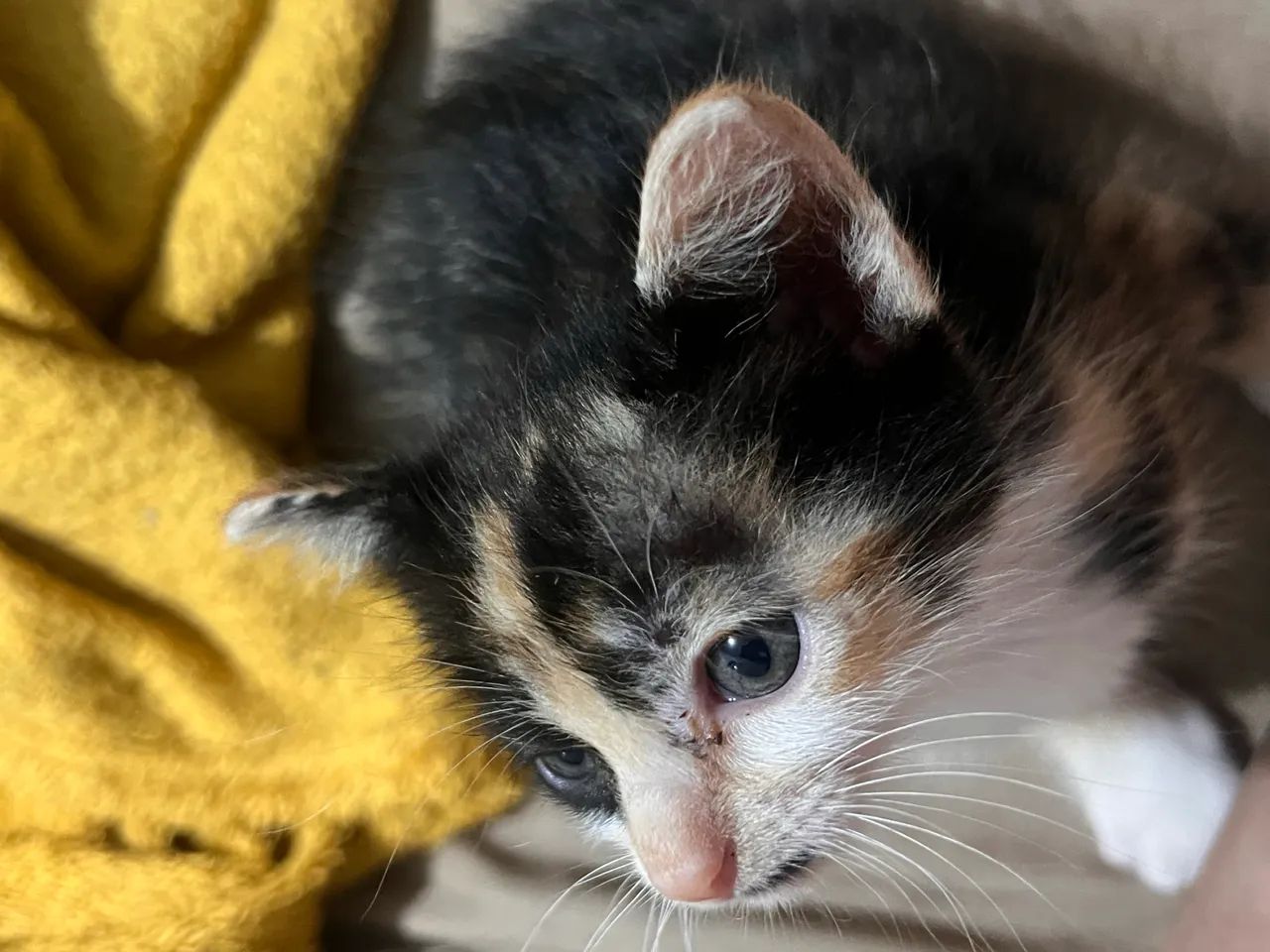 Gata para adoção 