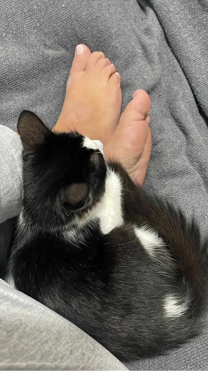 Gatinha filhote adoção 