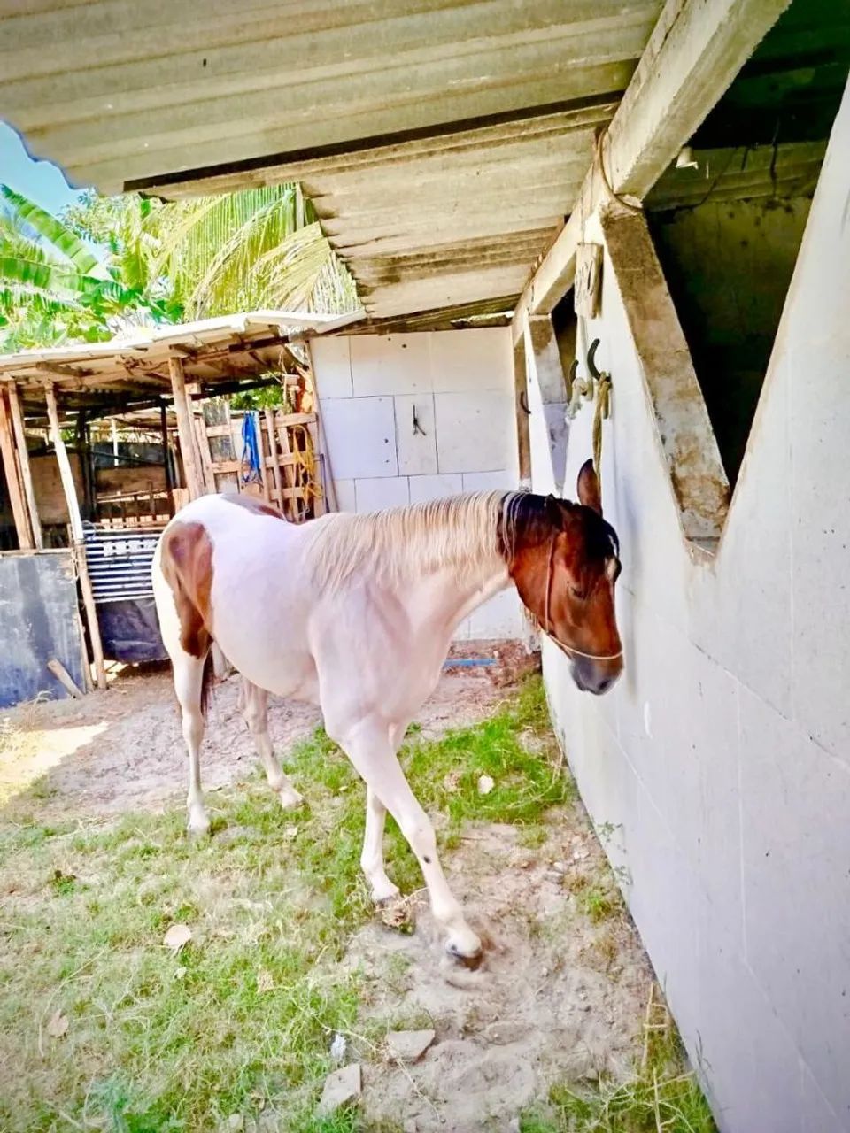 egua Quarto de milha - Foto 2