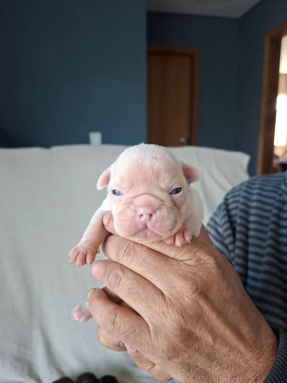 Filhote de bulldog francês  - Foto 2
