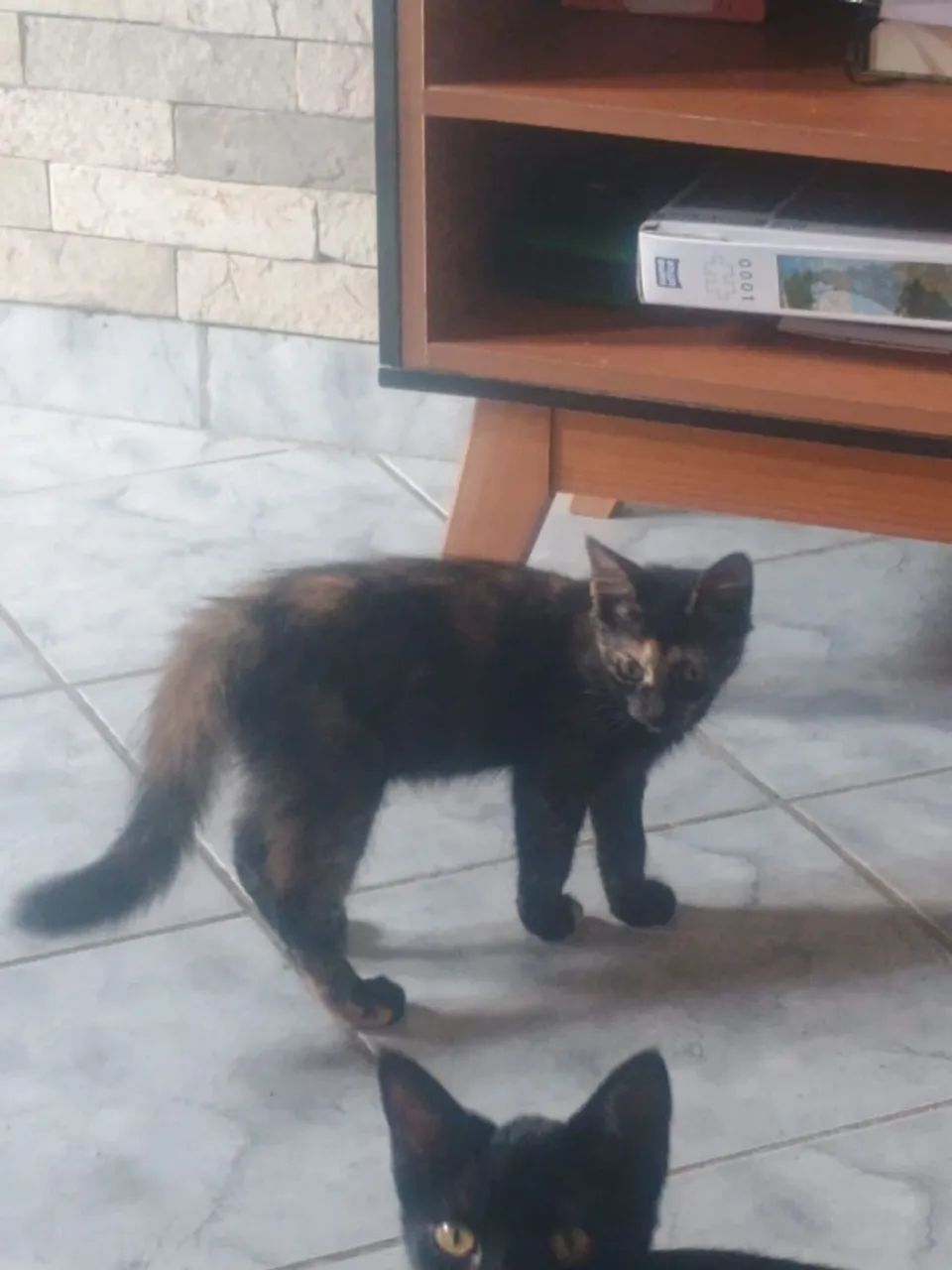 Adoção responsável gata - Foto 4