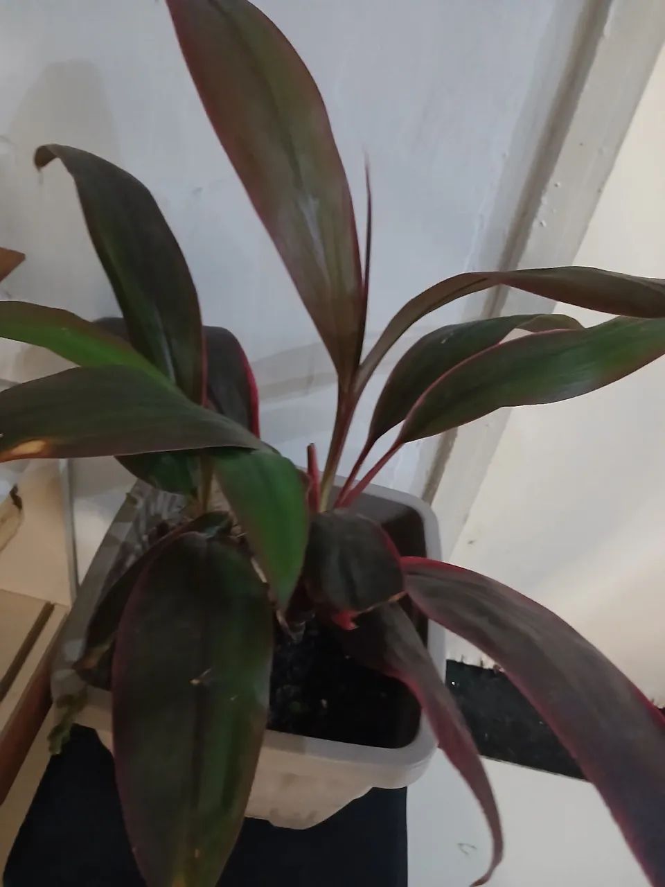 Jarro de planta Rafia - Foto 2