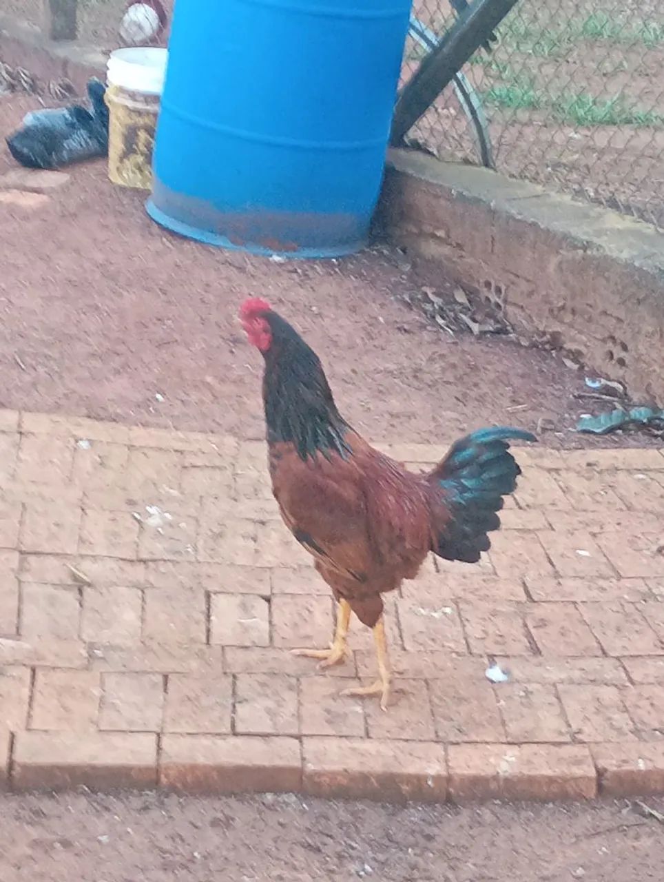 Frangos caipira 