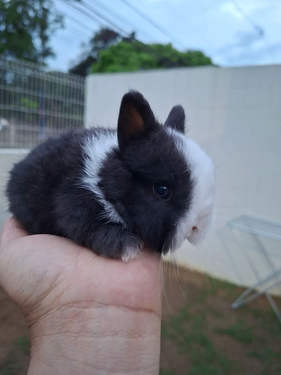 Coelho Netherland Mini - Foto 2