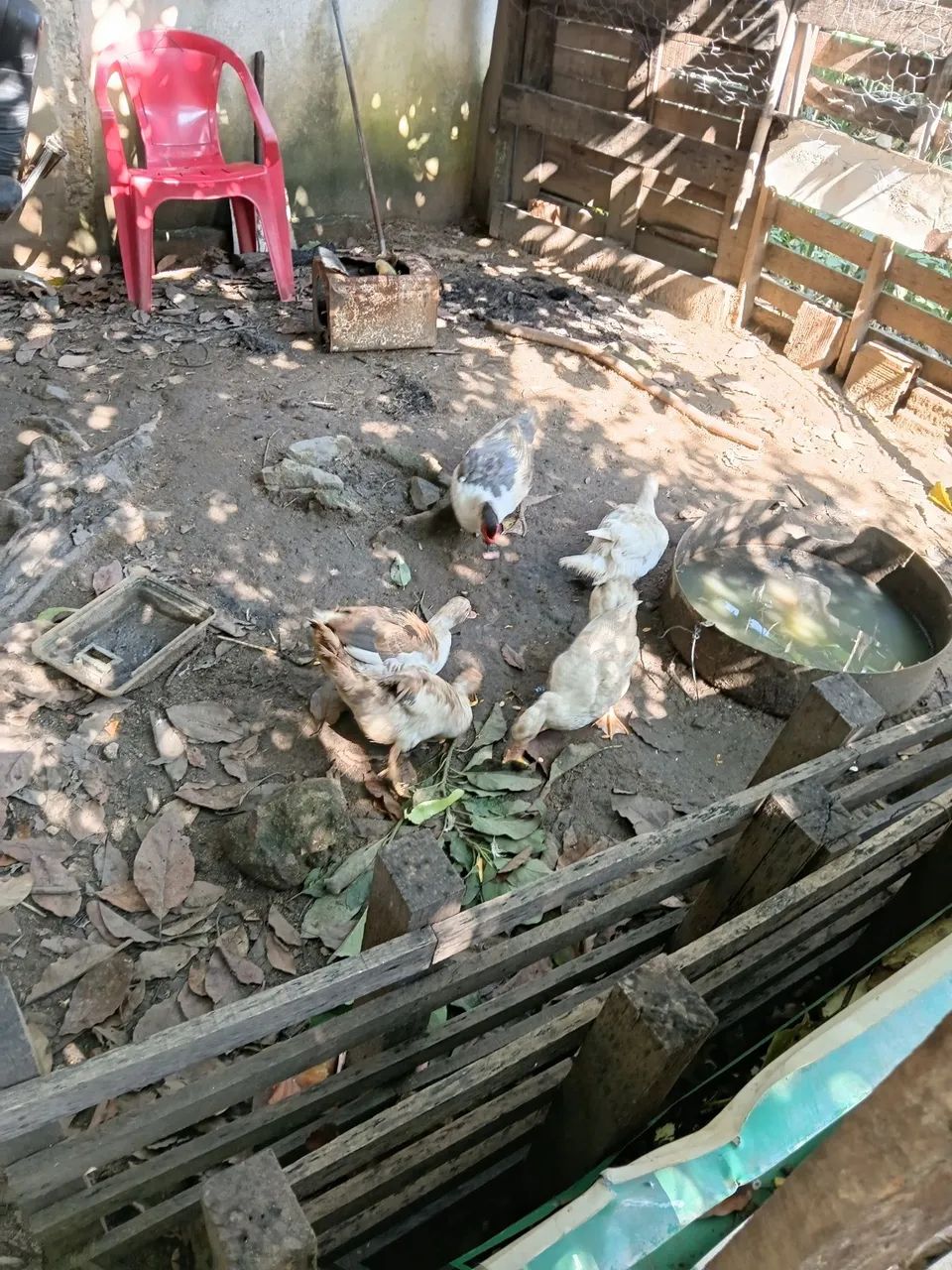  patos e patas  também temos filhote  e ovos por encomenda  - Foto 2
