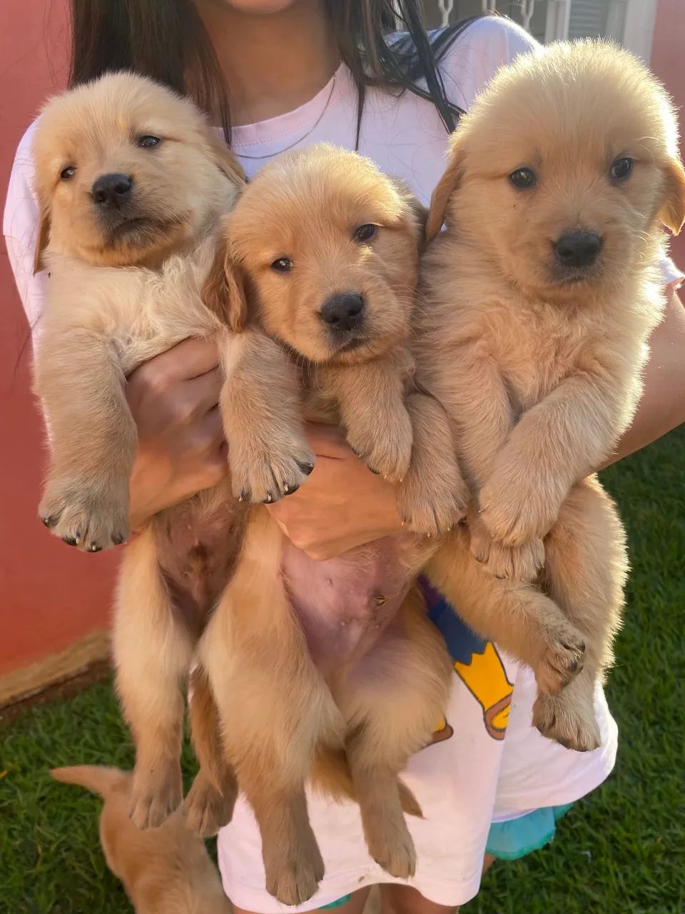 Golden Retriever 