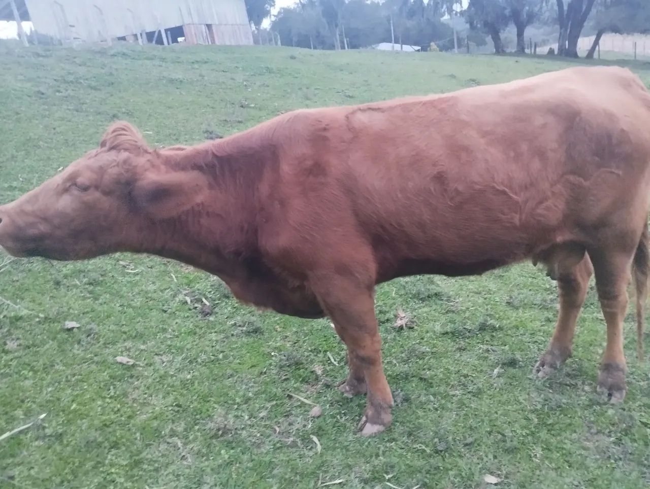 Vaca Red angus  - Foto 2